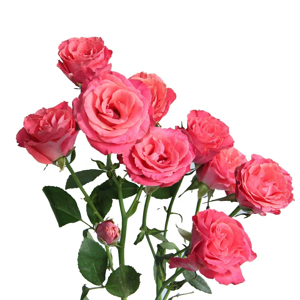 Fresh Cut Flowers Rose Wholesales FactorySupply Long Stem Fresh Roses For Valentines Flower Arrangement