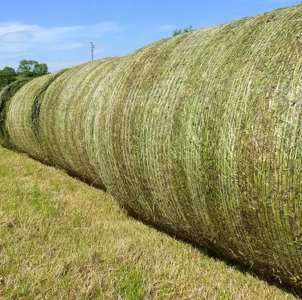 Premium Standards, Competitive Deals Trusted Rhodes Grass Manufacturers and Suppliers