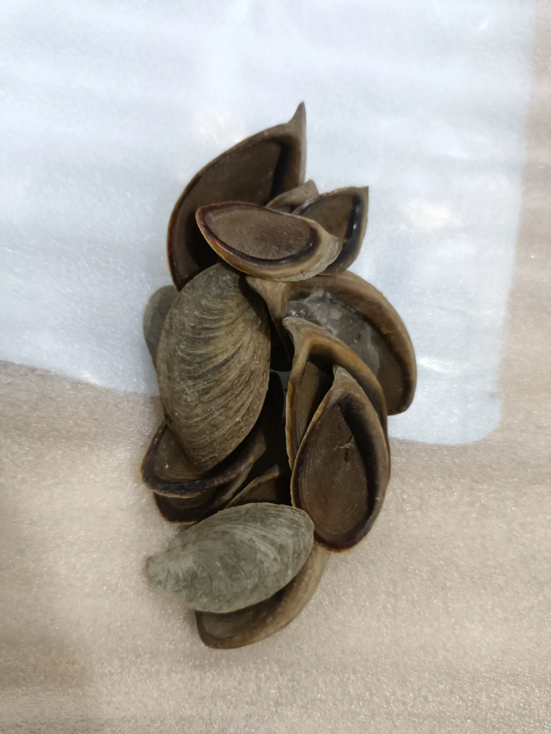Seashell Onycha/Lambis Operculum/ Dried Triton Murex Operculum for Making Perfume Fragrance in Vietnam