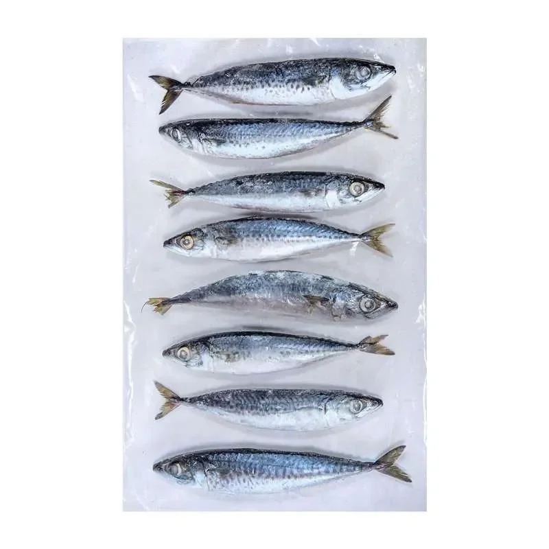 Wholesale Fresh Frozen Muro Aji Bonito Horse Mackerel Good Quality Whole Canned Dried Fish Pattern Bulk Water Fat China