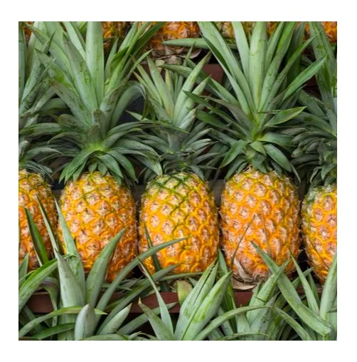 Export Quality Fresh Sweet Pineapples Available