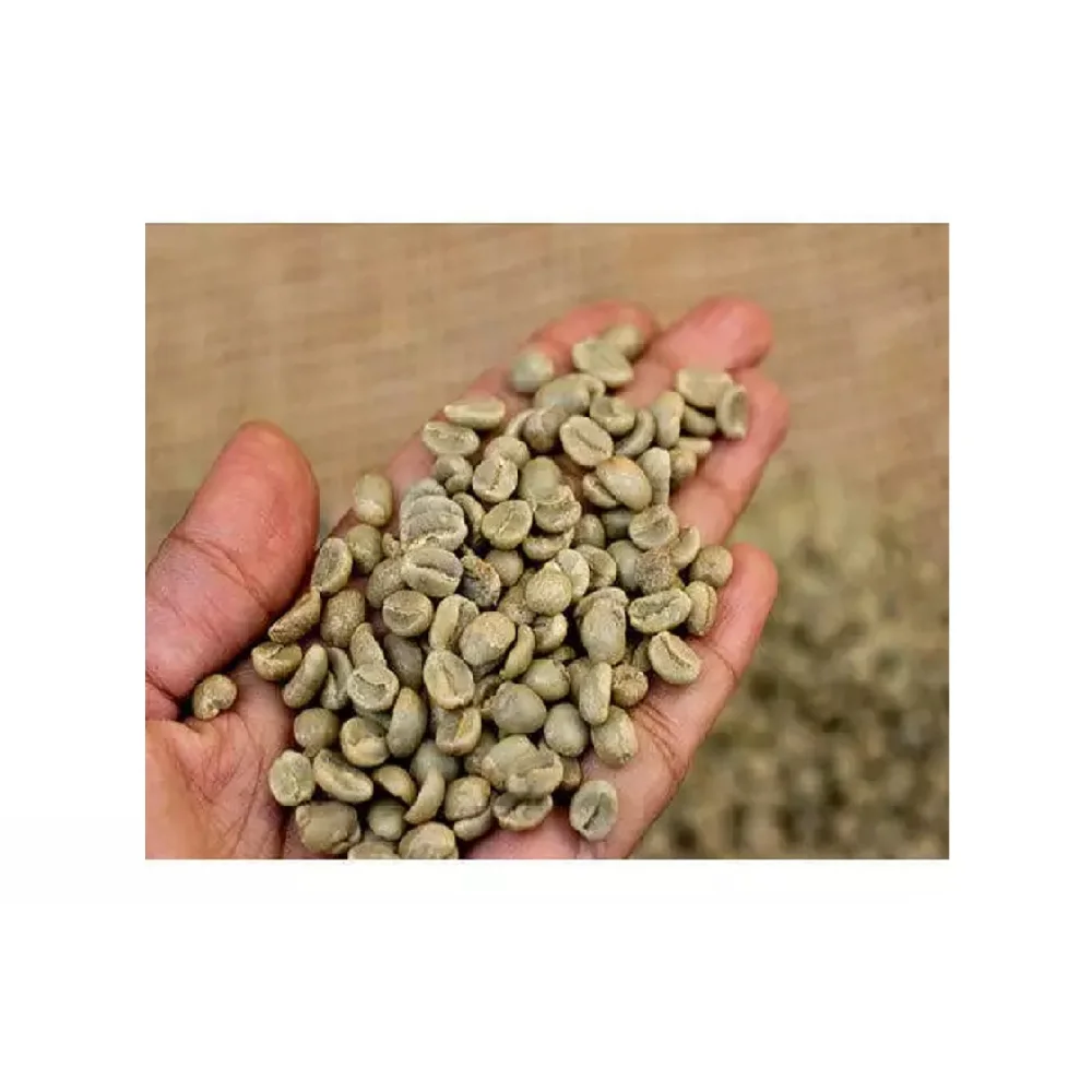 Ready To Ship High Quality Wholesale Vietnamese Green Arabica Coffee Bean With Raw And Roasted Processing