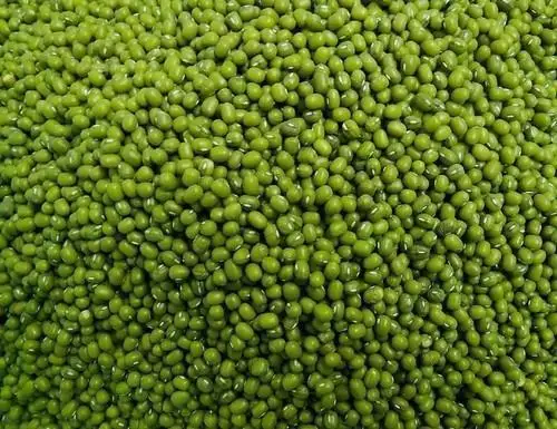 Wholesale Green Mung Beans Organic Bean High Quality