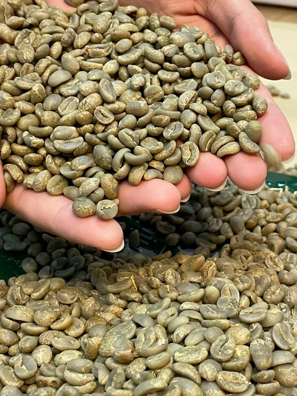 Coffee Bean Hot Sale Coffee Roasted Arabica Robusta Best Selling Coffee At Good Price Robusta Arabica Blend