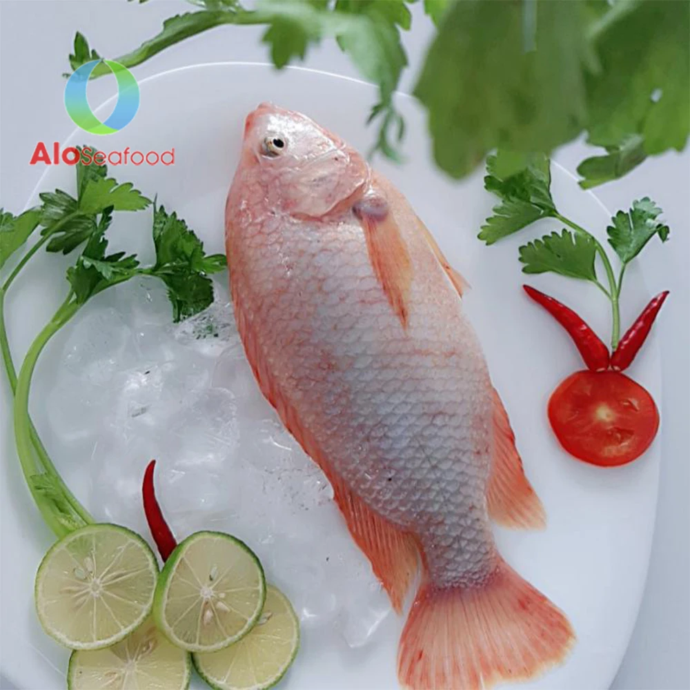 Good quality whole red snapper Wholesale frozen snapper from Vietnam
