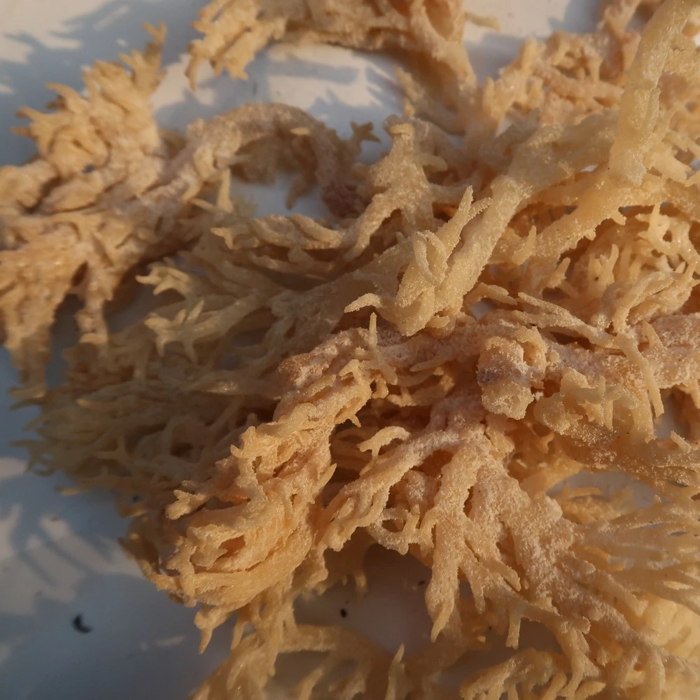 Сушеный морской мох, ямайский мох, оптовая продажа, самая низкая цена