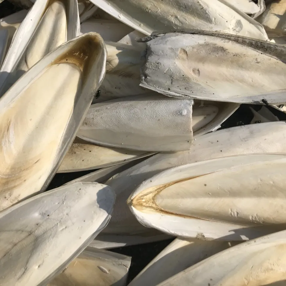 Ranova High Quality Cuttlefish Bone Cuttlebone 100% Natural Cuttlefish Bone From VietNam