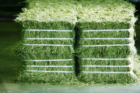 Affordable High-Quality Alfalfa And Timothy Hay For Animal Feed At Discounted Prices Best Animal Feeding