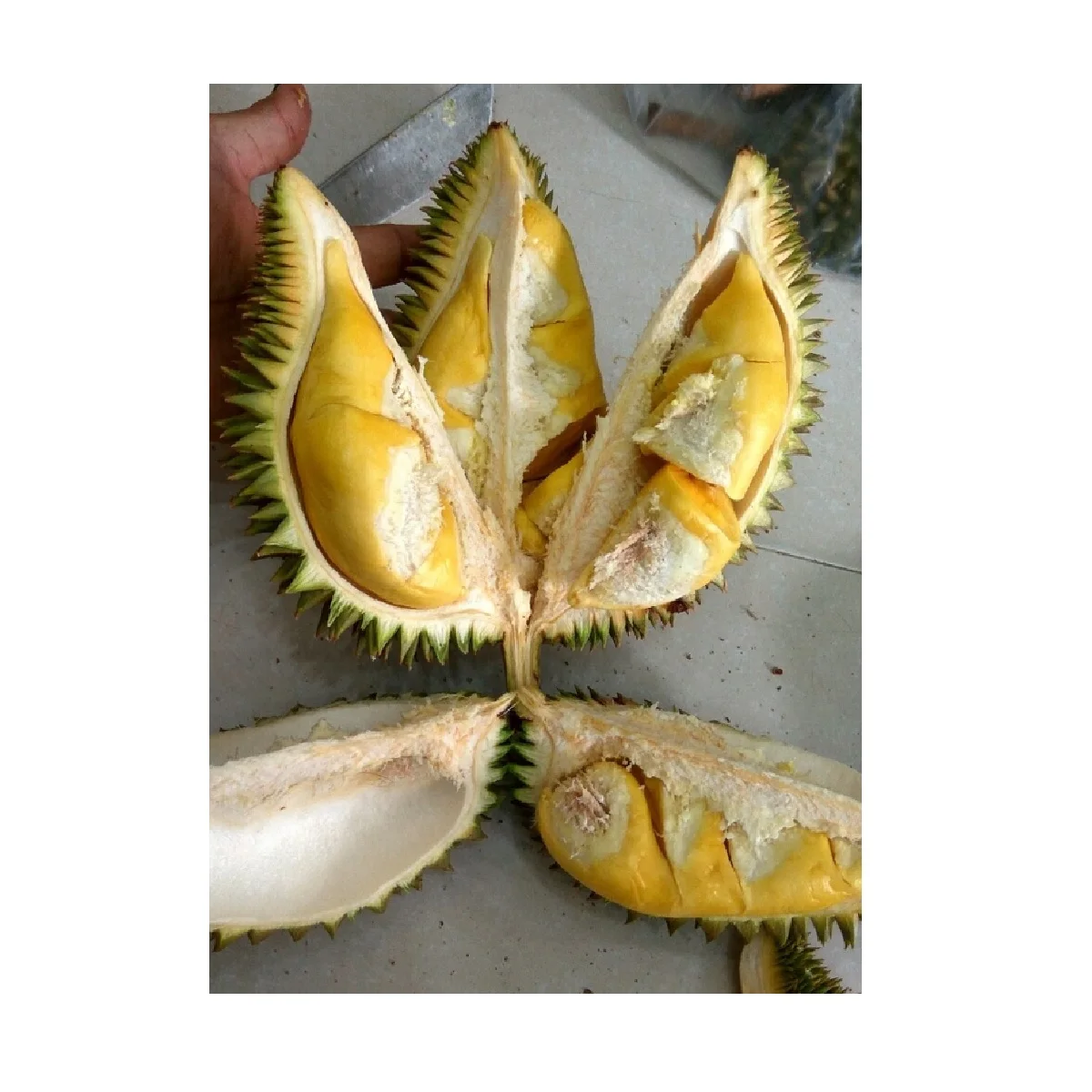 Cultivation Common Packaging OEM Shape Life  IQF Type frozen durian Frozen Durian from Vietnam +84947900124