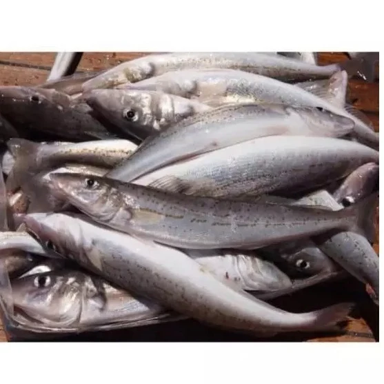 Discount sale Fresh frozen Hake whole fish, Frozen Hake fish fillet hake