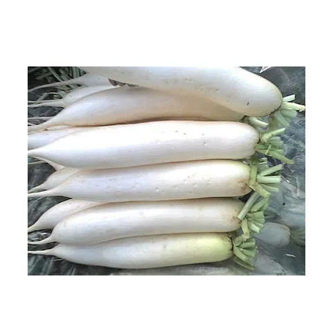 Cheapest Price Supplier Bulk Fresh Vegetables Radish With Fast Delivery