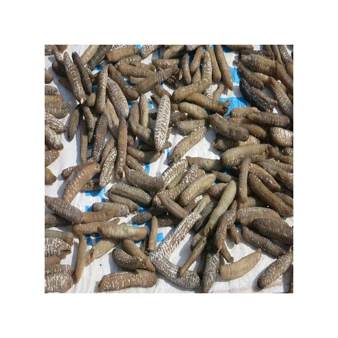 High Nutritional Value Dried SEA CUCUMBERS with Export Standard