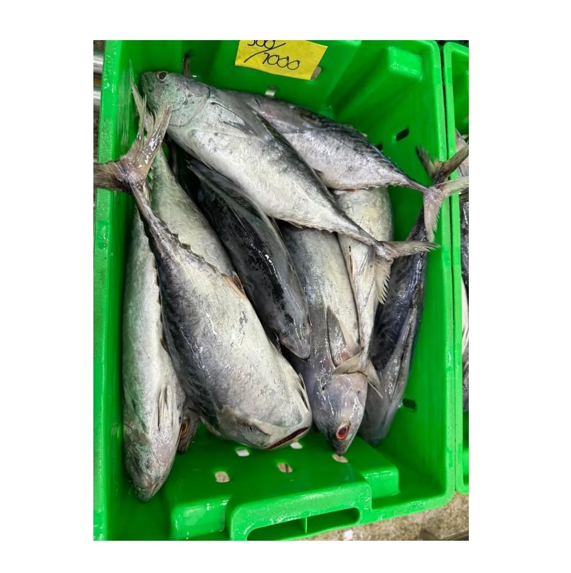 Wholesale Supplier Of Bulk Fresh Stock of Frozen Whole Skipjack Tuna Fish