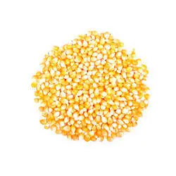 Corn Dried Yellow Corn/Maize High Protein Yellow Maize For Animal Feed, Yellow Corn
