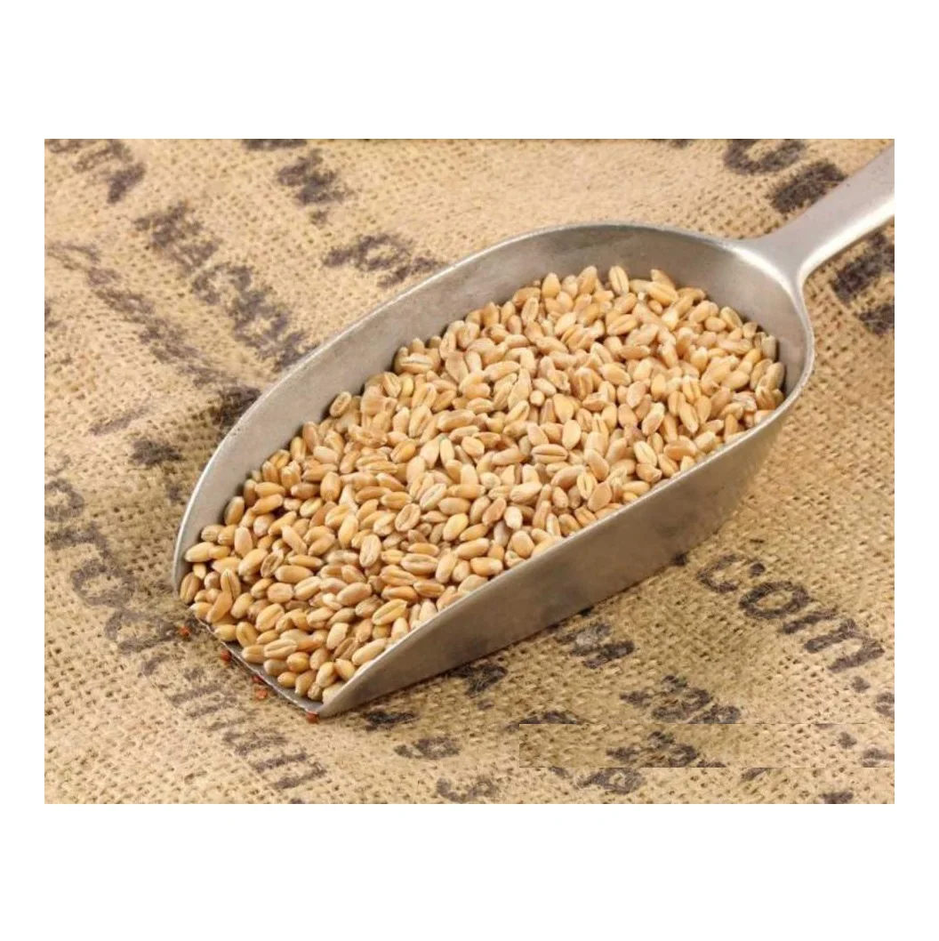 Wholesale Price Natural Soft Wheat Grains Bulk Stock Available For Sale