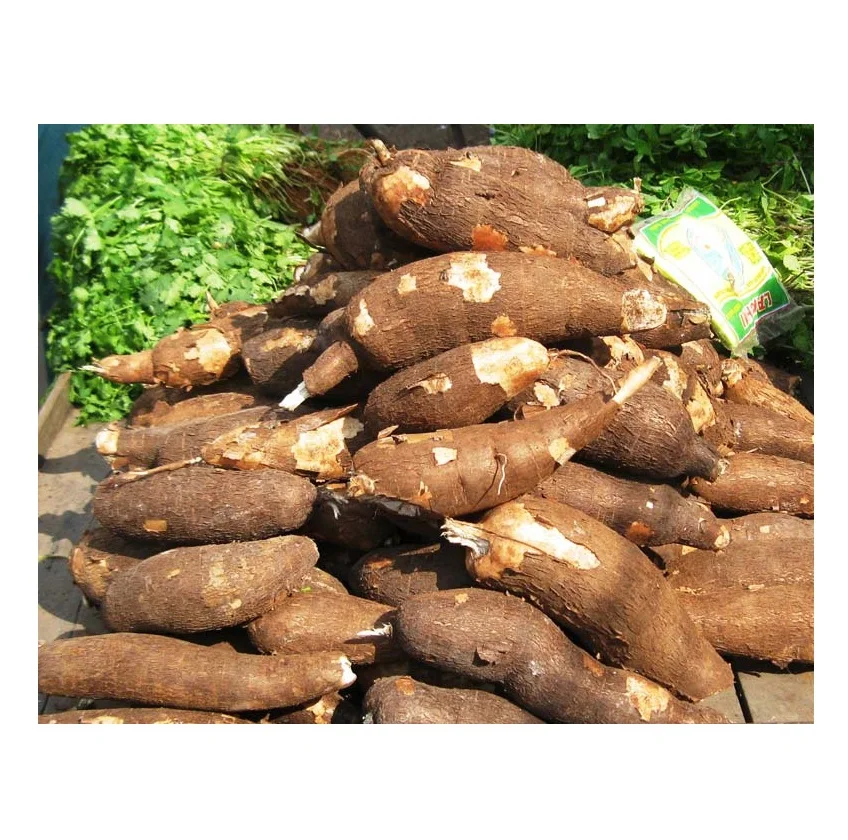 Best Price Bulk Sale Top Quality Fresh Yuca Root (Cassava) / Fresh Vegetables Tapioca Cassava wholesale sale From German