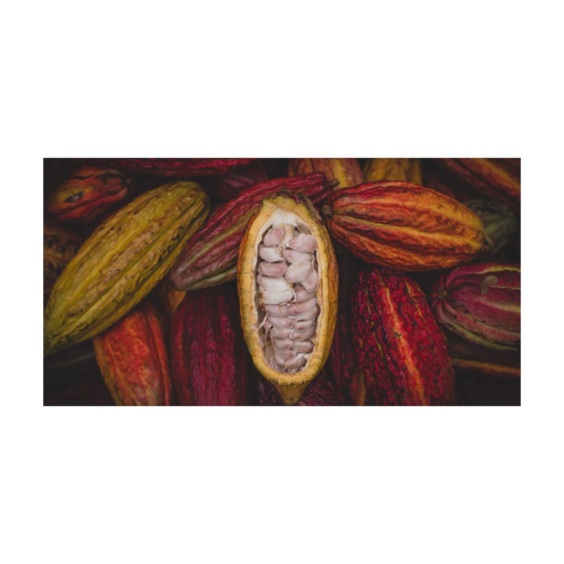 Bake Material Natural Wholesale Price Dried Raw Cocoa Beans Coco Bean for Sale