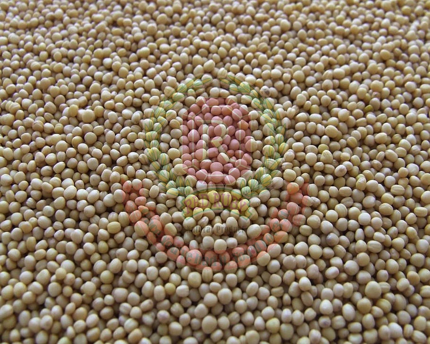 White Mustard Seeds