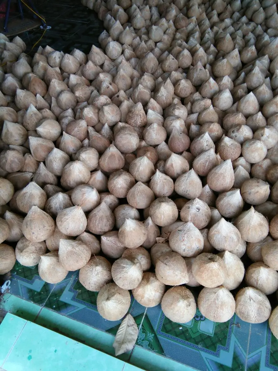 BEST SELLING MATURE COCONUT SEMI HUSKED COCONUT FROM BLUE LOTUS FARM VIETNAM 2023