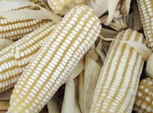 Natural dried yellow/white corn for livestock feed