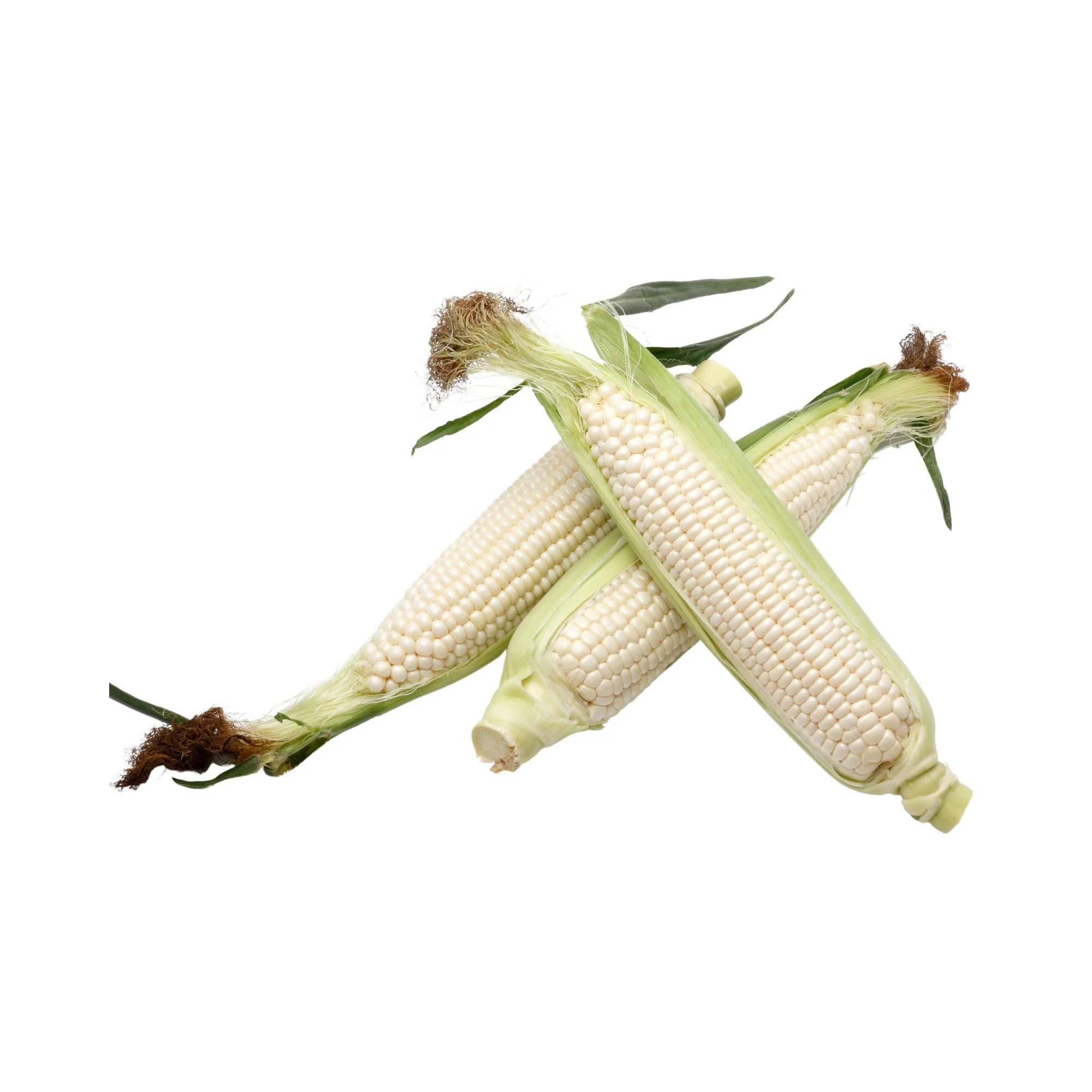 Best Quality Custom Made Wholesale Factory Price White Corn wholesale in Bulk