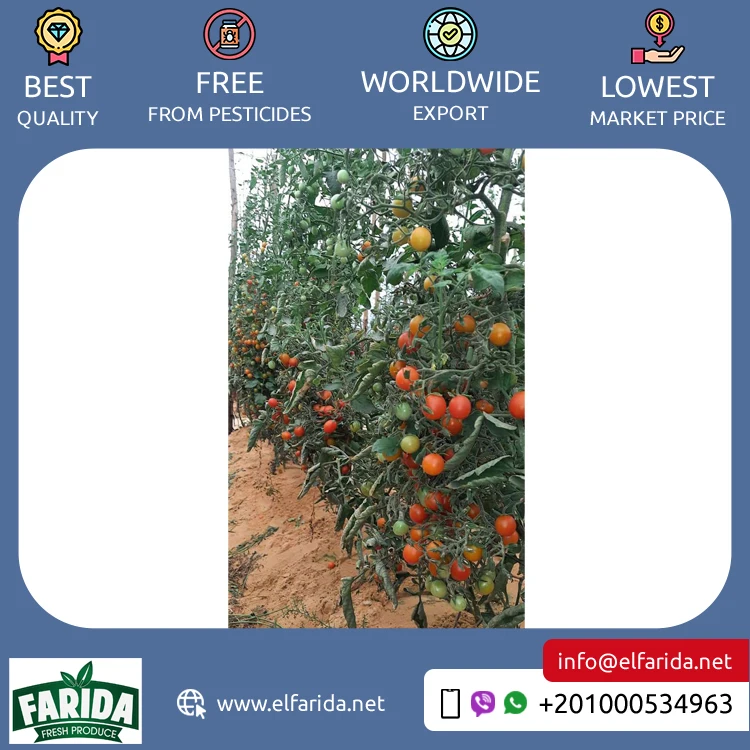 Widely Selling Superior Quality Delicious Taste Agriculture Grade Fresh Fruit Cherry Red Fresh Vegetable Tomatoes from Egypt