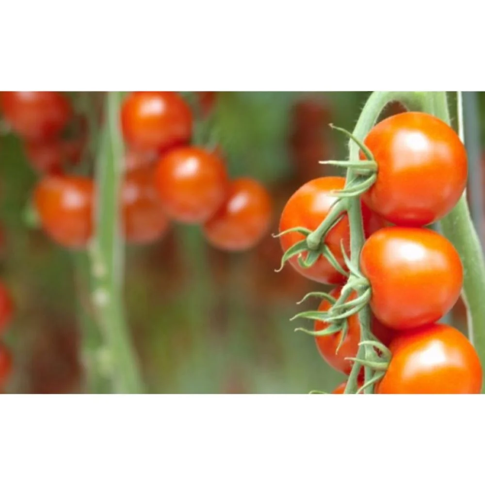 Open Pollinated Tomato Cal J OP for Export