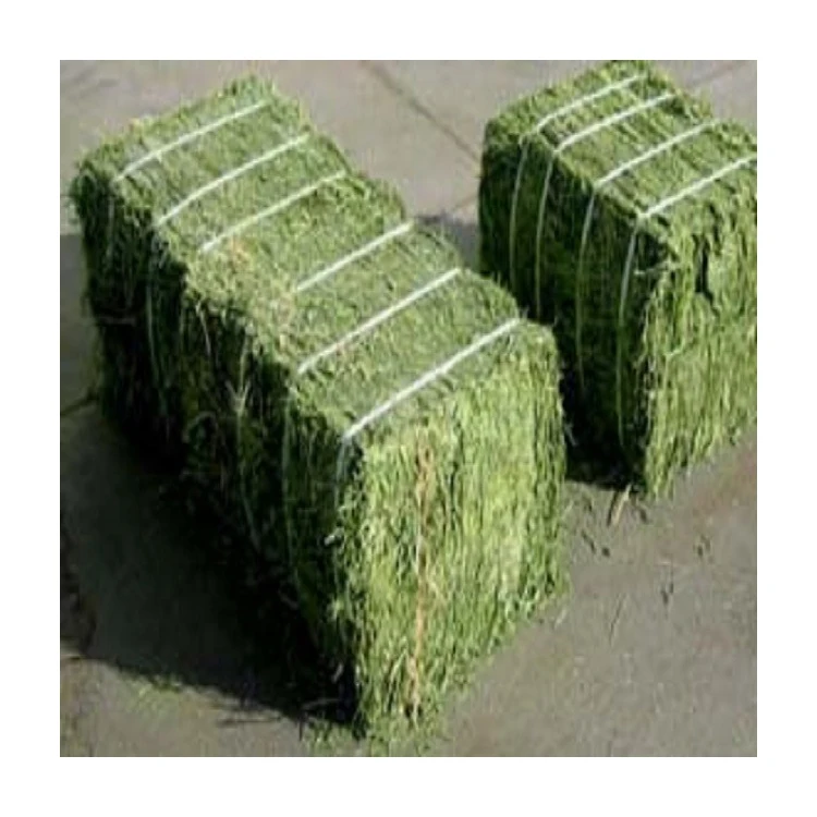 Agriculture Products 2024 New Top Quality Rhodes Grass Hay bales small size Alfalfa Animal Feed
