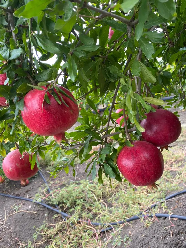 Fresh Turkish Fruits Pomegranade Red Colour Number 1 Quality %100 Organic Fresh Turkish  Pomegranade Best Quality In Turkey Dark