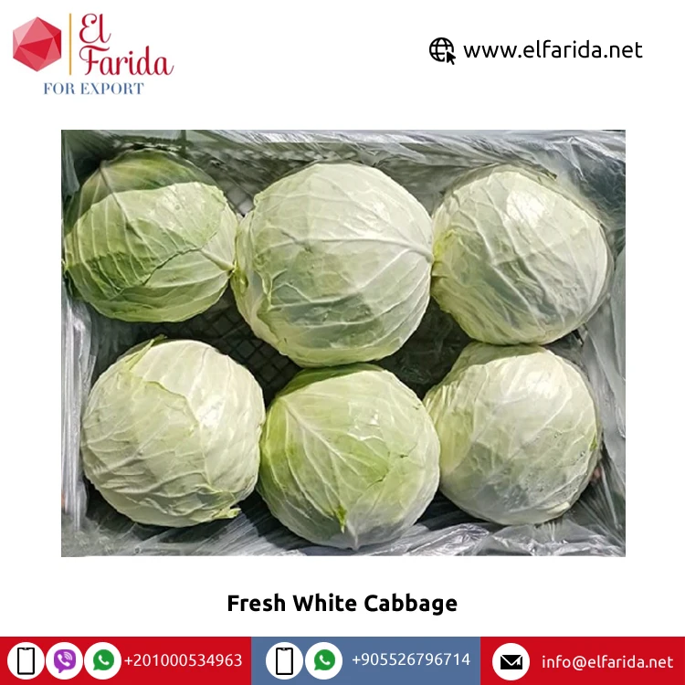Wholesale Supplier of Good Quality Top Selling Egypt Origin Variety Vegetables Fresh White Cabbage at Competitive Price