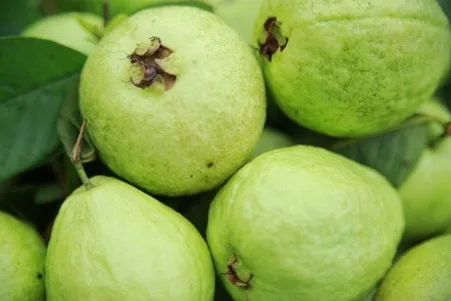 Bset Selling 100% Natural Fresh Yellow Green Nutrient Rich Quality Good Taste and Organic Guava
