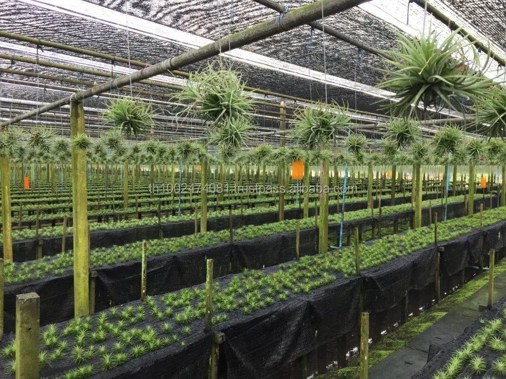 Air plant Tillandsia lonantha Bulbosa Medusa  Funckiana