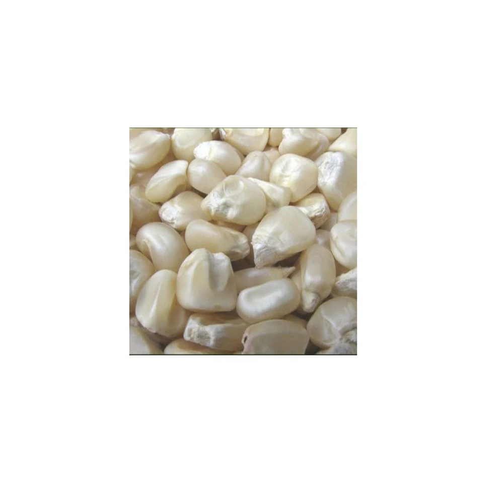 Top Selling White Maize Corn Yellow Maize Export Quality Stock Available For Sale