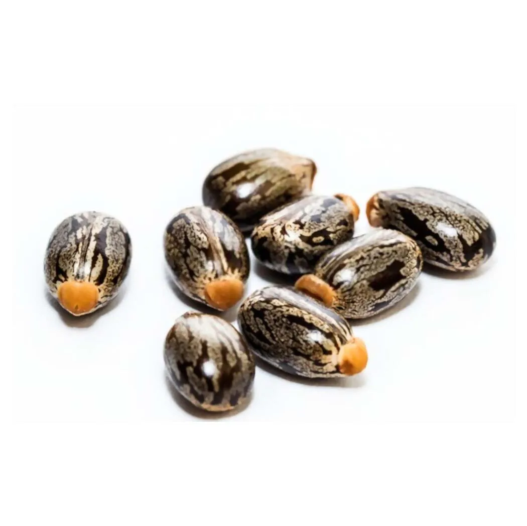 High Quality Castor Seeds / Cheap High Quality Natural Castor SEEDS