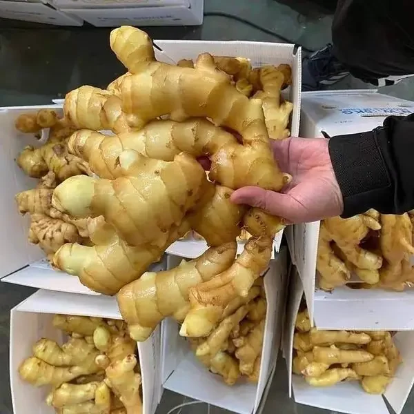 Ginger Export New Crop Fresh Ginger Best Price Vietnam Ginger With Good Quality