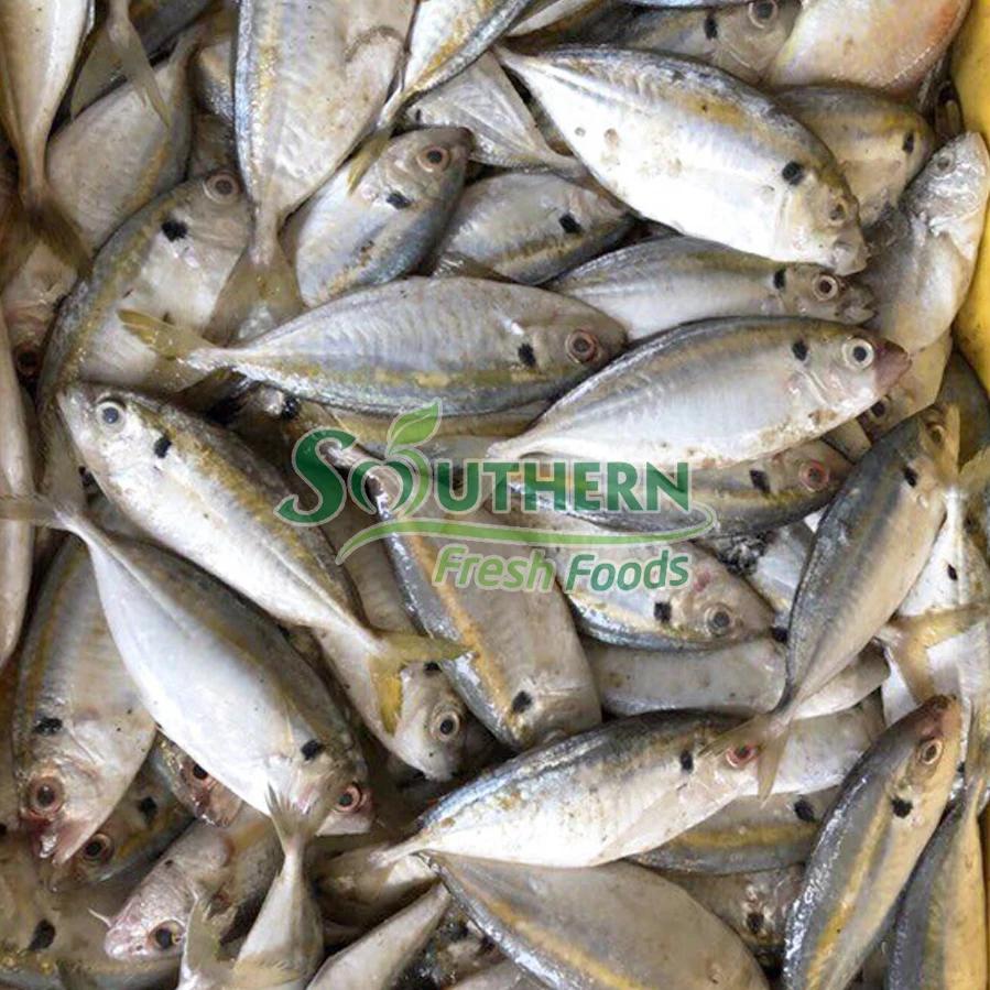 Packaging standard for export nature fish seafood Frozen Yellow Stripe Trevally Sea Fish Wild Caught SFF from Vietnam