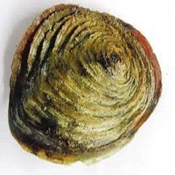 Wholesale Dried Seafood Shellfish/ Operculum Shells/  Murex Operculum Seashells