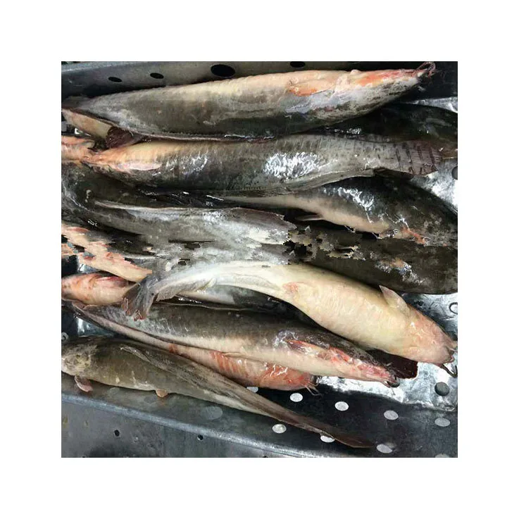 Whole Round Catfish Fish Frozen Catfish Seafood