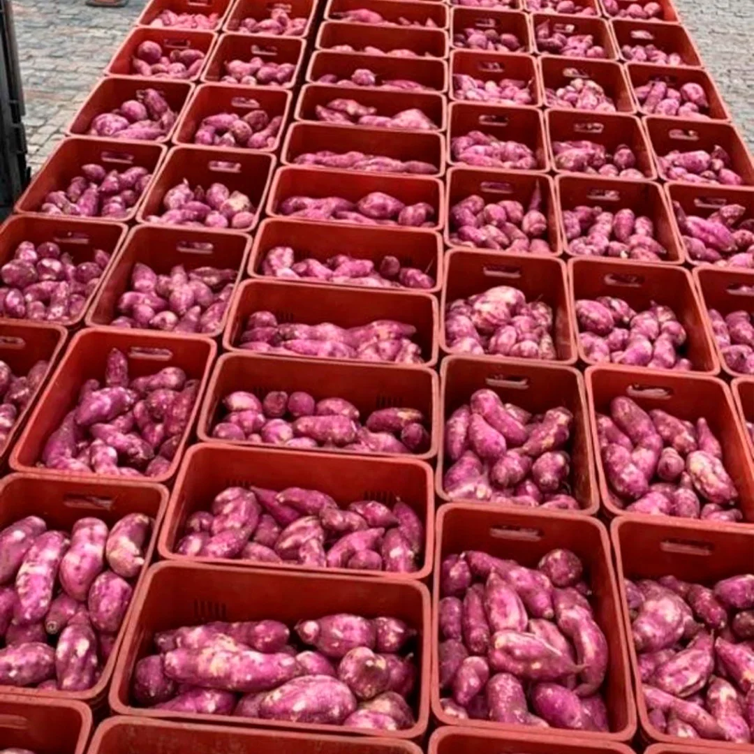 Sweet Potato Flour - 25kg Natural And Health Food To Cooking Brazilian Sweet Potato