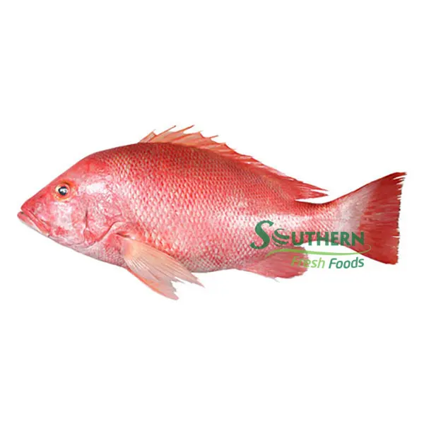 Wild Caught SFF Shelf origin style whole part life shape seafood suppliers Frozen Red Big Eye Fish WR Sea Fish from Vietnam