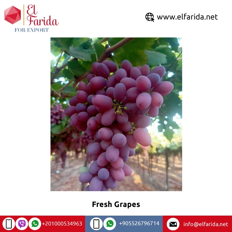 Leading Exporter of Best Selling High Quality Season Grade Fruit Red Fresh Grapes at Direct Factory Price from Egypt