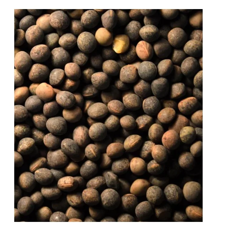 Top Quality Vetch Seeds For Sale In Cheap /Kidney Vetch Seeds Wholesale Available For Food Grade