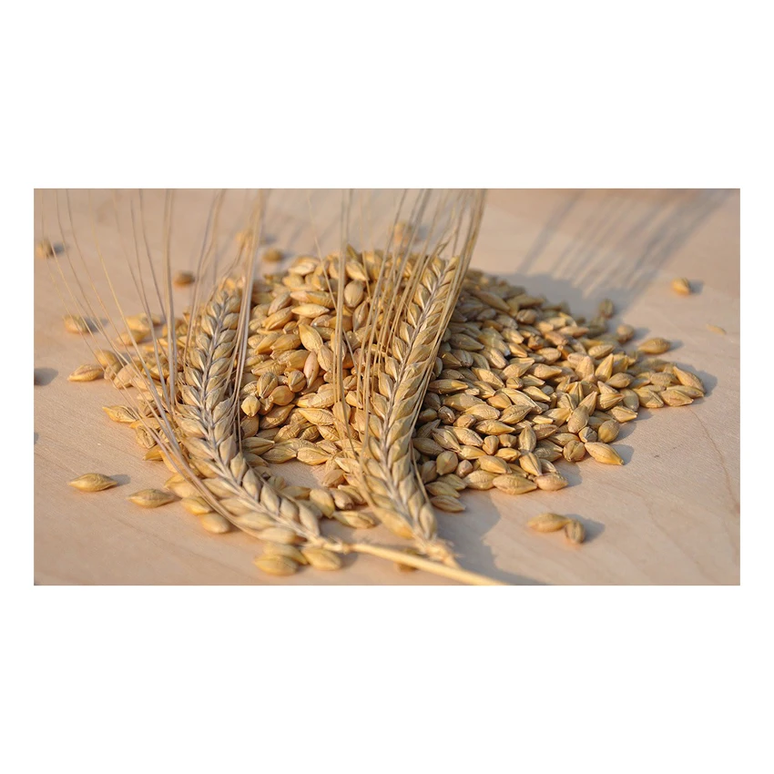 Гальванизированная ячмень оптовая продажа хорошее качество поставка по заводской цене зерно