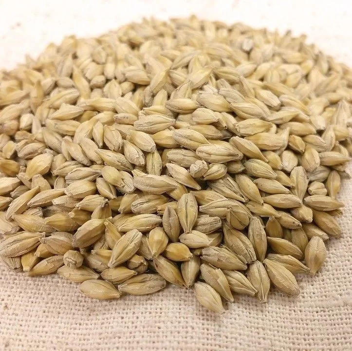 Rogue Quality Whole Barley Grain Feed | Livestock Feed Barley Animal Feed Barley