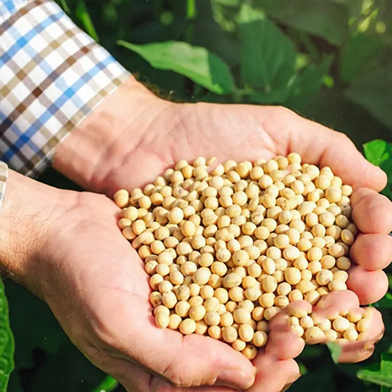 Soybeans / High Quality Non GMO Yellow Dry Soybean Seed / NON-GMO Soya Beans