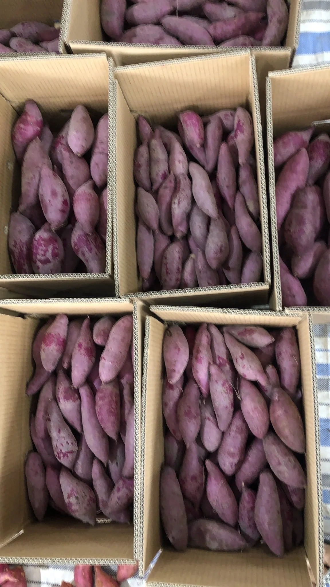 Top Fresh Purple Sweet Potato - Wholesale Price - Export From Vietnam