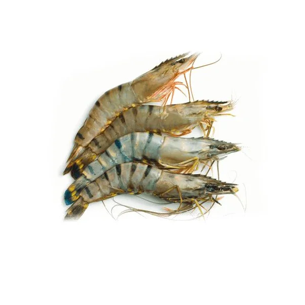 Frozen Shrimp All Seafood High Quality From Bangladeshi For100% Export Ready to Ship OEM Support Wholesale Price