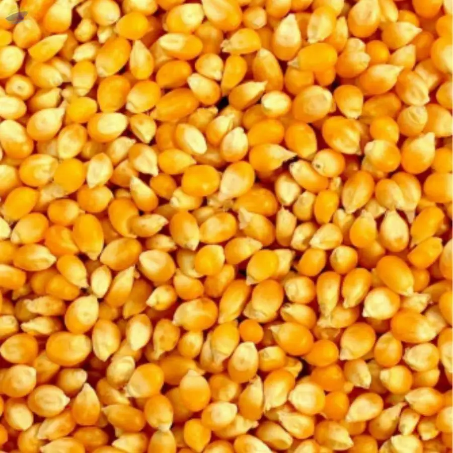 New Crop Yellow Corn Maize for human and animal feed grade consumption Yellow Corn For Poultry Feed