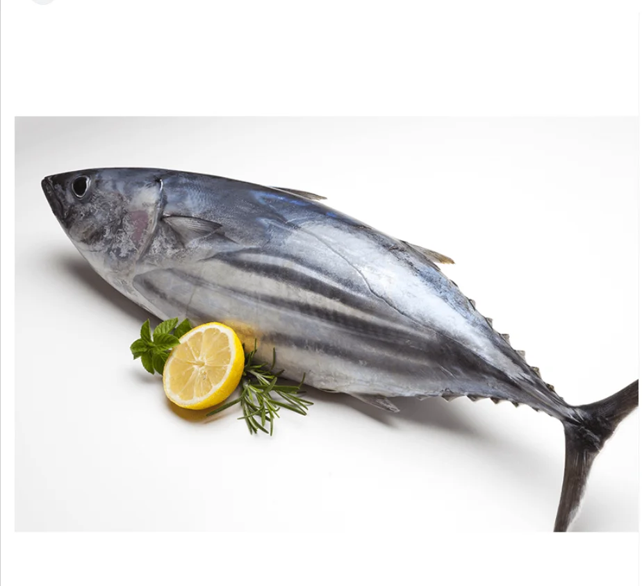Land frozen Long tail tuna FISH, frozen tuna fish tuna seafood for sale