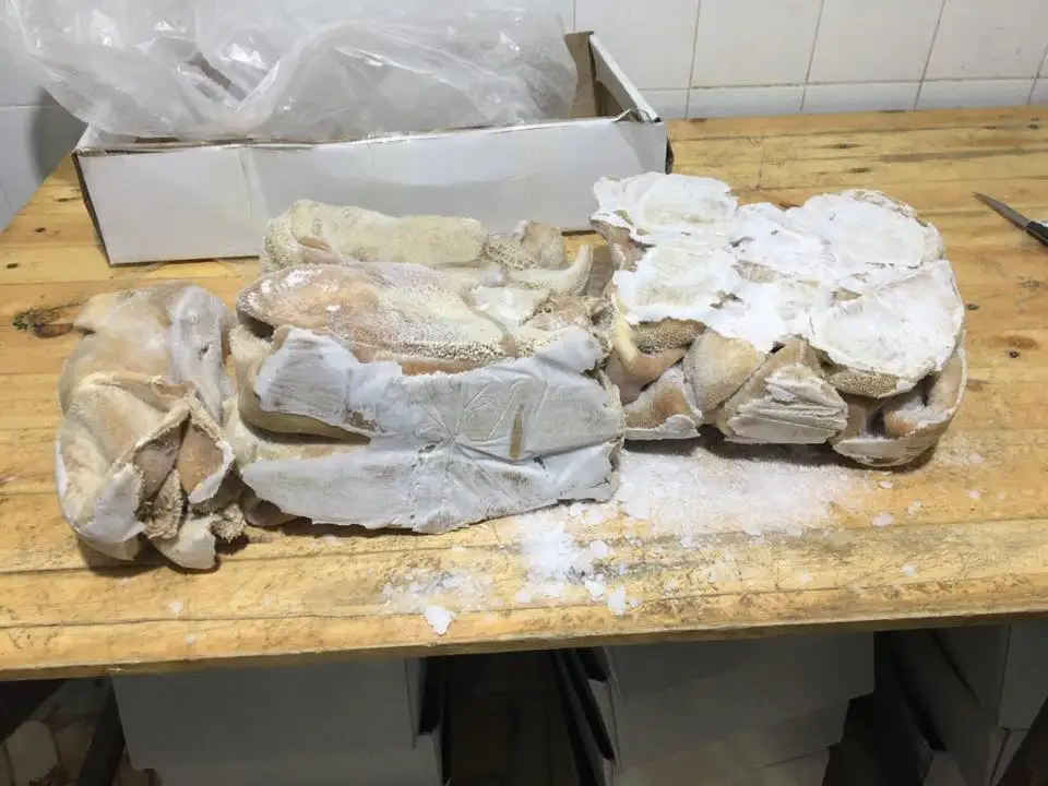 European best grade Fresh 500 tons Dry salted beef omasum / beef tripe beef omasum